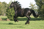 running friesian