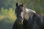 friesian portrait