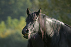 friesian portrait