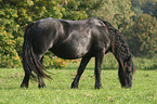 standing friesian