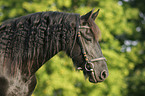 friesian Profil