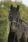 friesian portrait