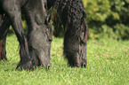 grazing friesian horse