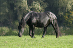 grazing friesian horse