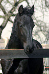 Friesian Horse Foal