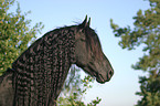 Friesian Horse stallion