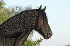 Friesian Horse stallion