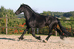 running Friesian stallion