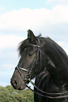 friesian horse portrait