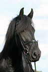 friesian horse portrait