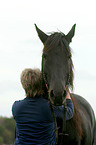 friesian horse portrait