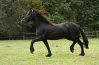 trotting friesian horse