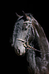 Friesian Horse