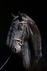 Friesian Horse