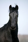 Friesian Horse