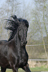 Friesian Horse