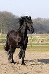 running Friesian Horse