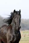 Friesian Horse