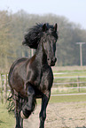 running Friesian Horse