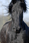 Friesian Horse