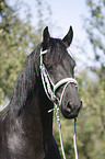 Friesian Horse