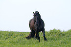 Friesian Horse