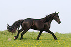 running Friesian Horse