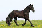 trotting Friesian Horse