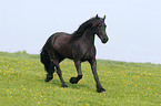 trotting Friesian Horse