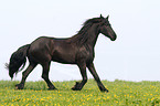 trotting Friesian Horse