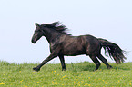 running Friesian Horse