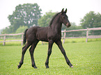 Friesian Horse Foal