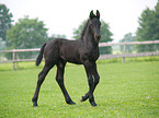 Friesian Horse Foal