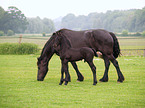 Friesians