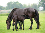 Friesians