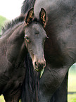 Friesian foal