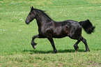 running Friesian Horse