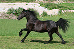 running Friesian Horse