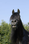 yawning friesian horse