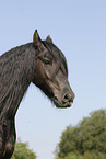 friesian horse portrait