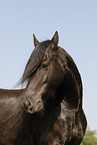 friesian horse portrait