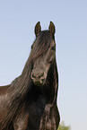 friesian horse portrait