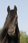 friesian horse portrait