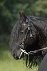 Friesian Horse Portrait