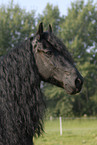 Friesian Horse Portrait