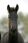 Friesian Horse Foal