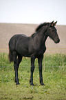 Friesian Horse Foal