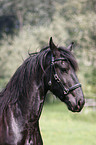 friesian horse