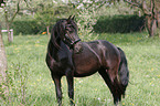 friesian horse on meadow