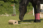 Friesian horse